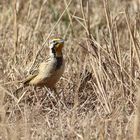 Abyssinian Longclaw, Goldhalspieper