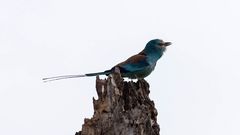 Abyssinian Roller