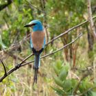 Abyssinian Roller