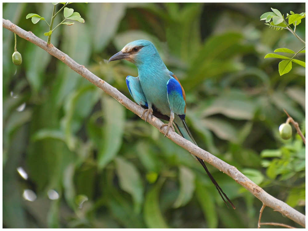 Abyssinian roller