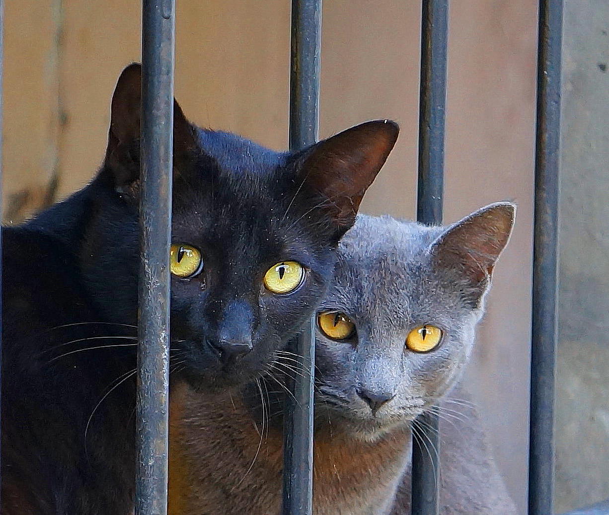 " ACÁ HAY GATO ENCERRADO"