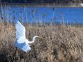 Silberreiher an der Oder by WolfBerlin