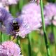 Baumhummel im Schnittlauch