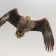 Seeadler bei der Jagd