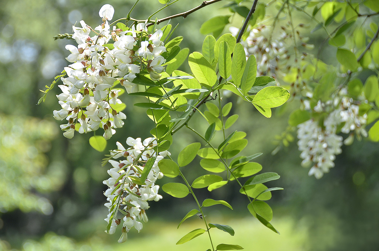 Acacia