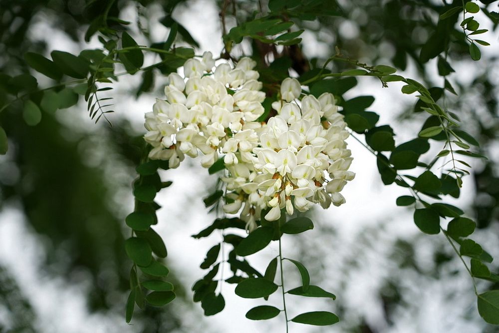 Acacia