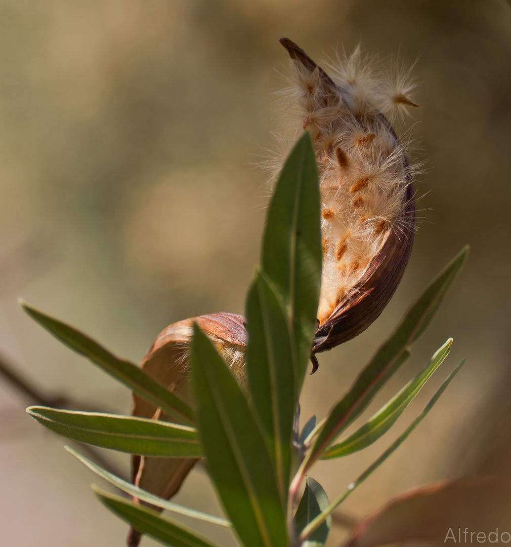 ACACIA