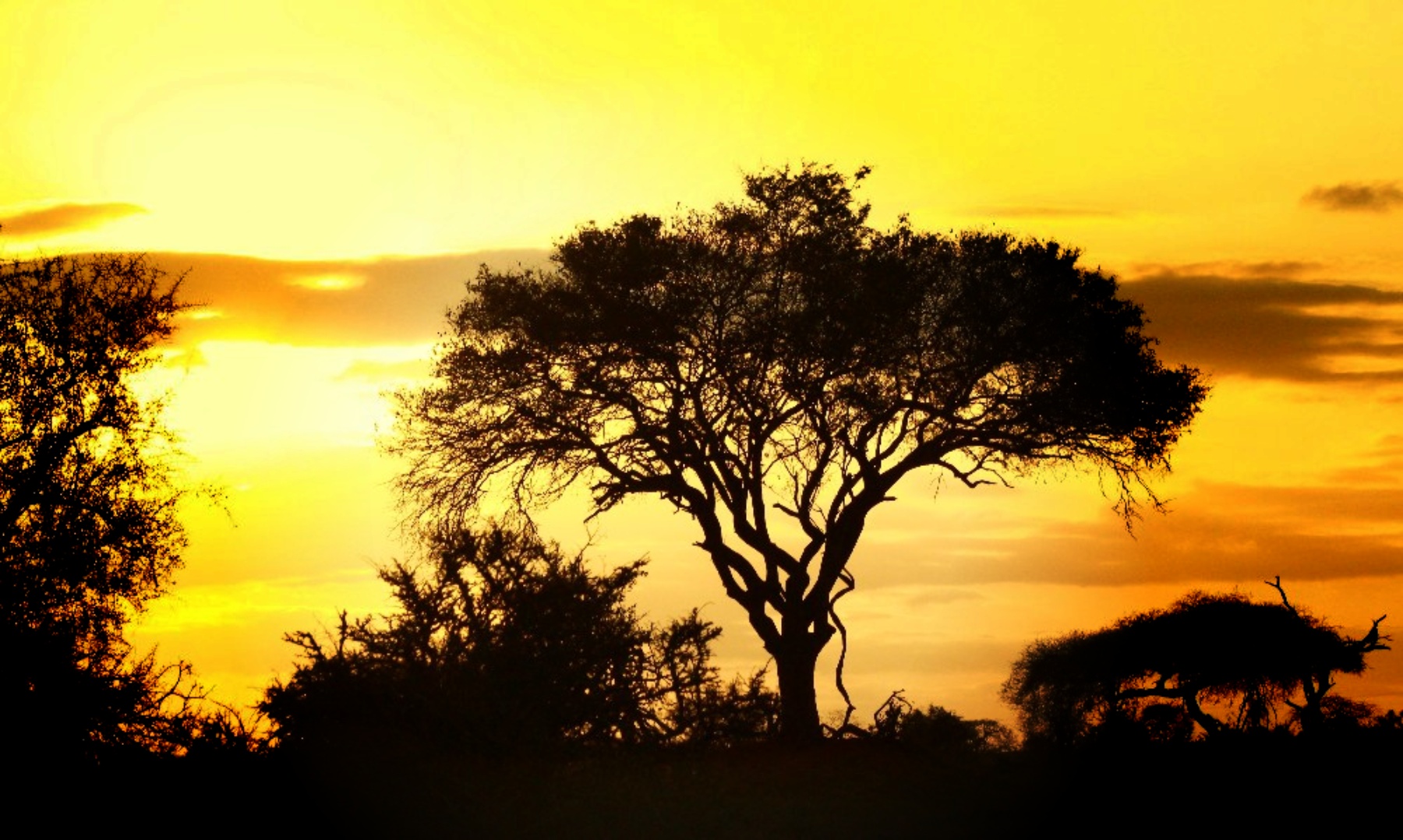 Acacia à girafe au coucher