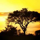 Acacia à girafe au coucher