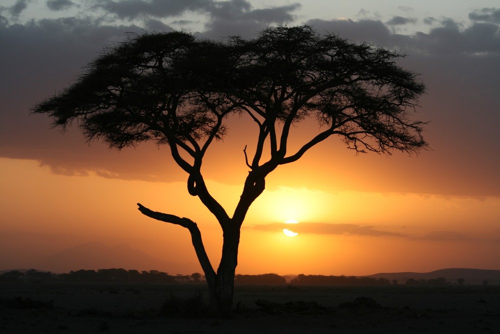 Acacia Amboseli