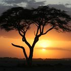 Acacia Amboseli