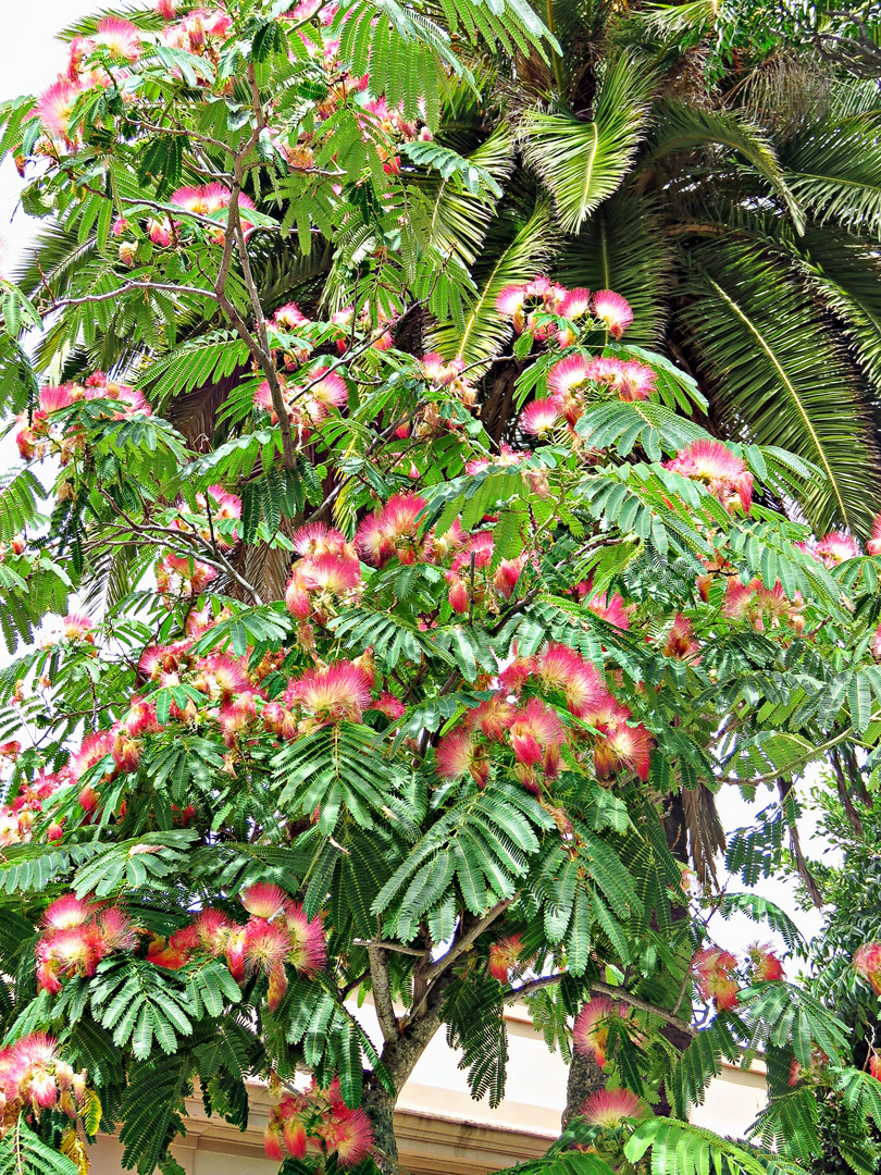 Acacia de constantinople (Albizia)