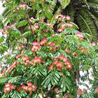 Acacia de constantinople (Albizia)