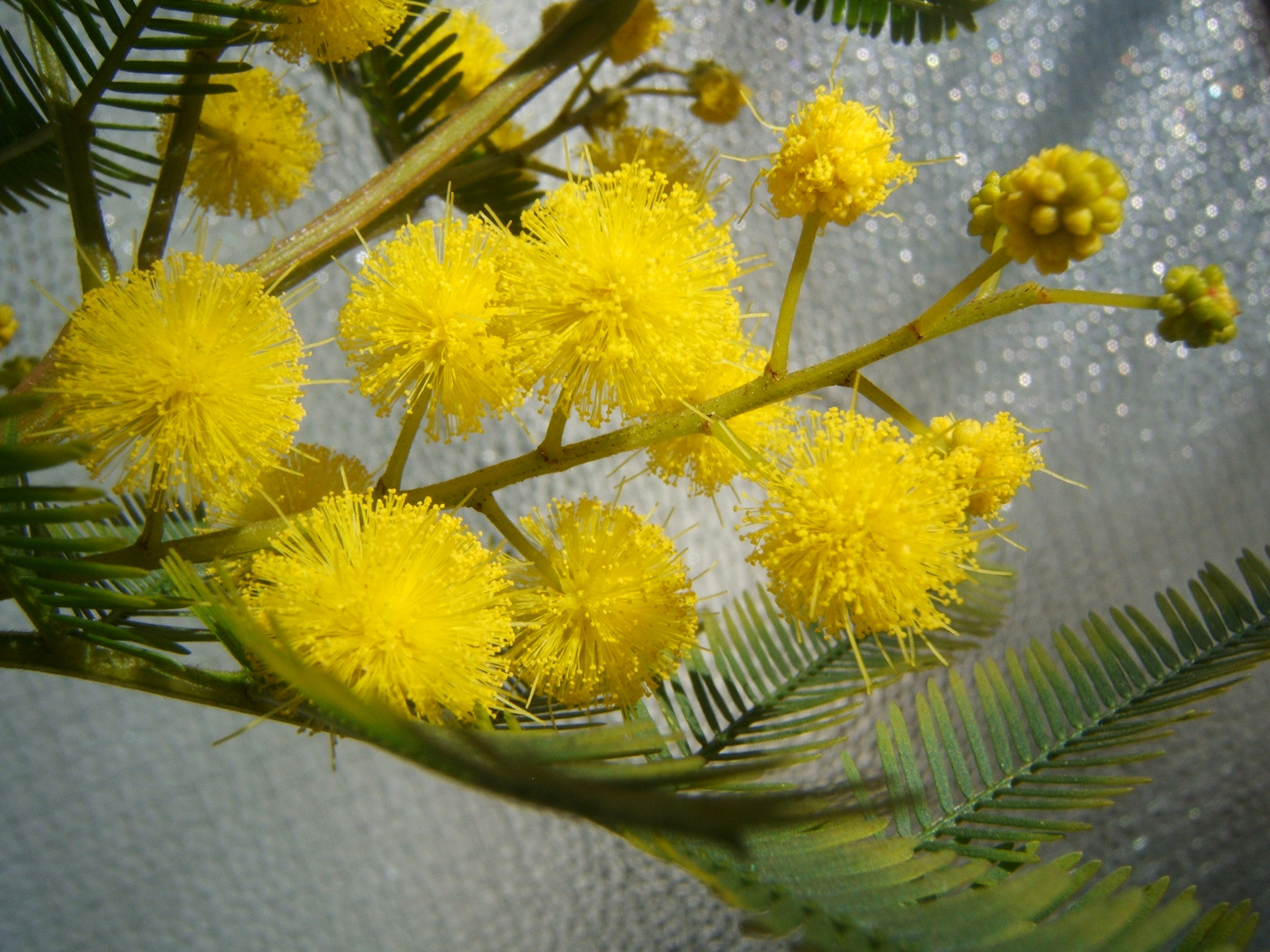 acacia dealbata