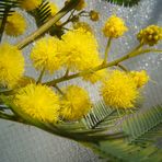 acacia dealbata