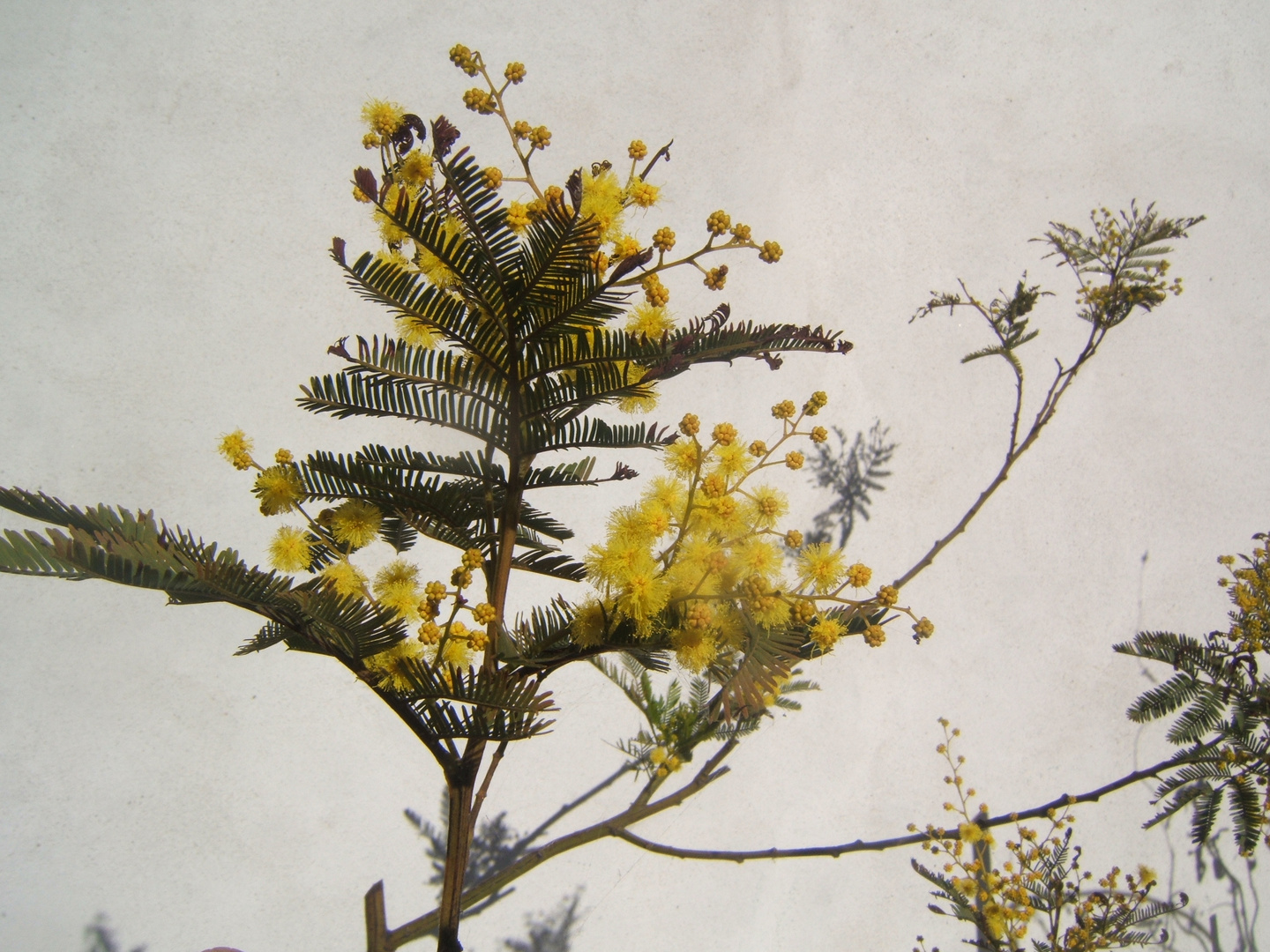 acacia dealbata precoce