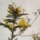 acacia dealbata precoce