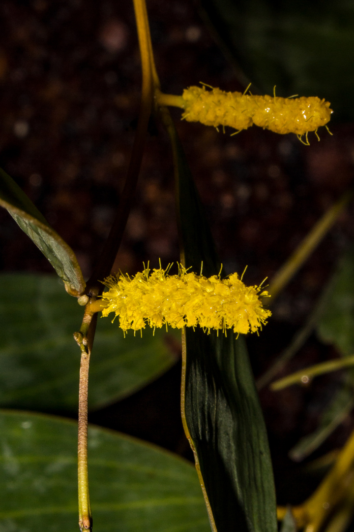 Acacia difficilis