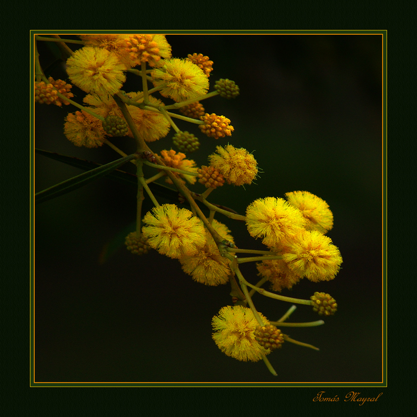 Acacia en Flor