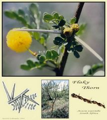 Acacia exuvialis - Flockendorn?