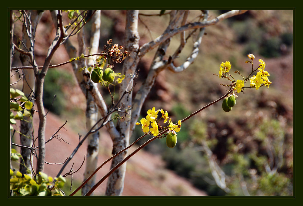 Acacia