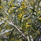 acacia in fiore