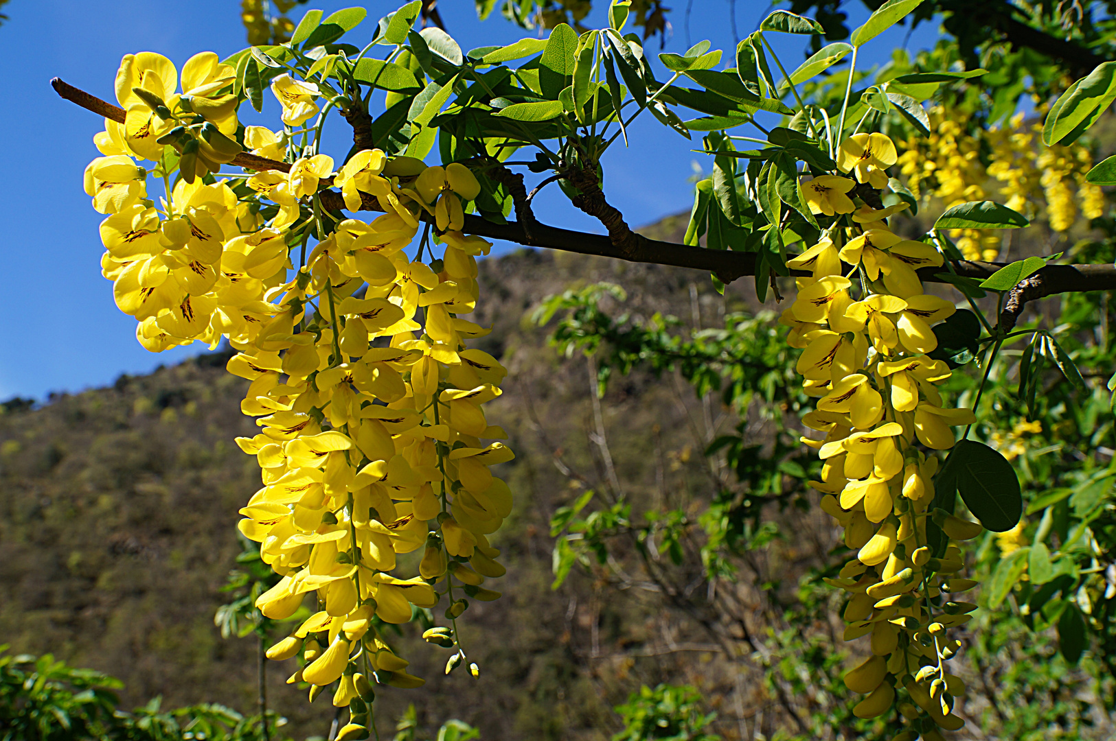 Acacia jaune, Caraganier de Sibérie 'Lorbergii'