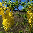 Acacia jaune, Caraganier de Sibérie 'Lorbergii'