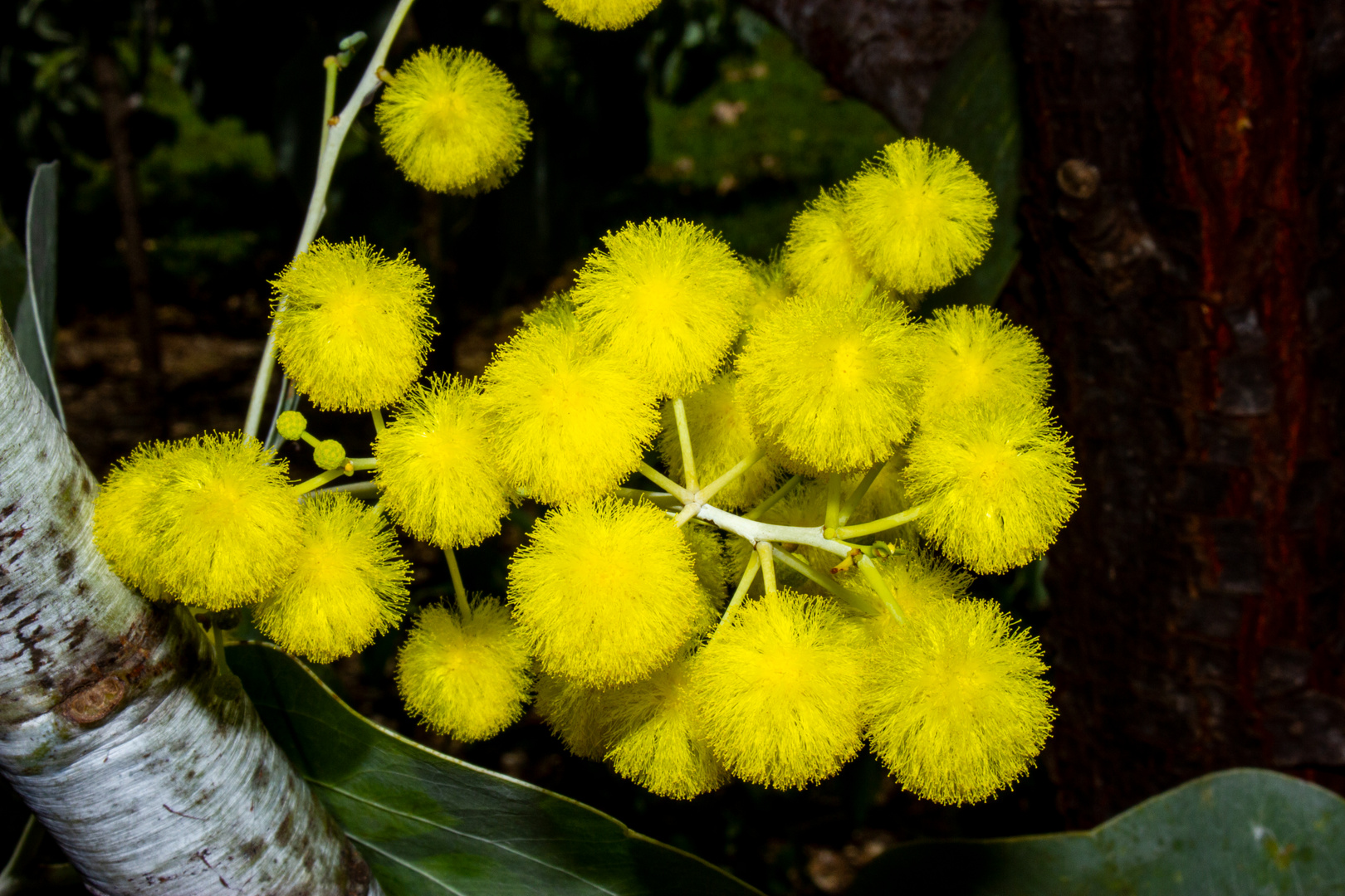 Acacia nuperrima