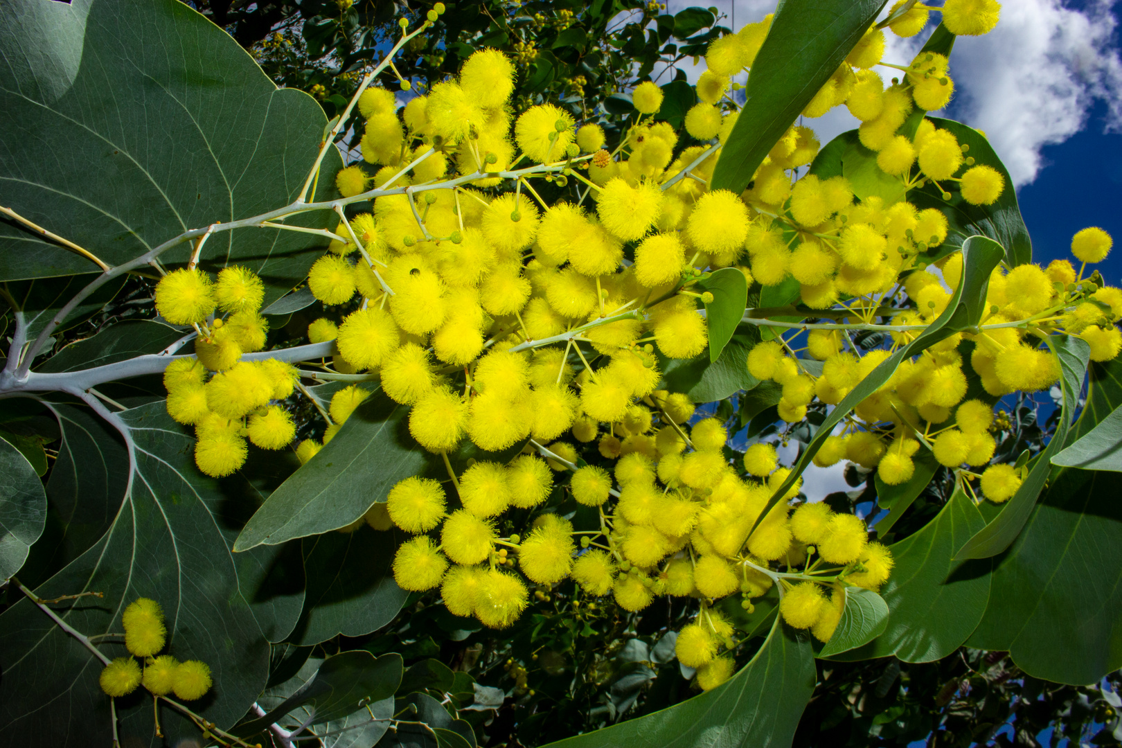 Acacia nuperrima