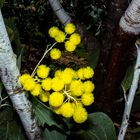 Acacia nuperrima