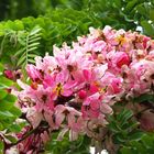 Acacia rose - Robinia hispida - Rosen Akazie