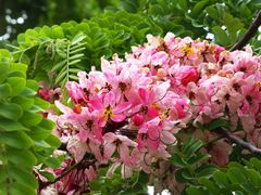 Acacia rose - Robinia hispida - Rosen Akazie