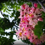 Acacia rose - Robinia hispida - Rosen Akazie