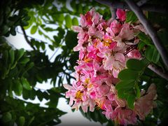 Acacia rose - Robinia hispida - Rosen Akazie