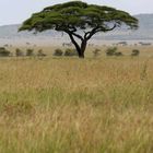 Acacia (Serengeti - Tanzania)