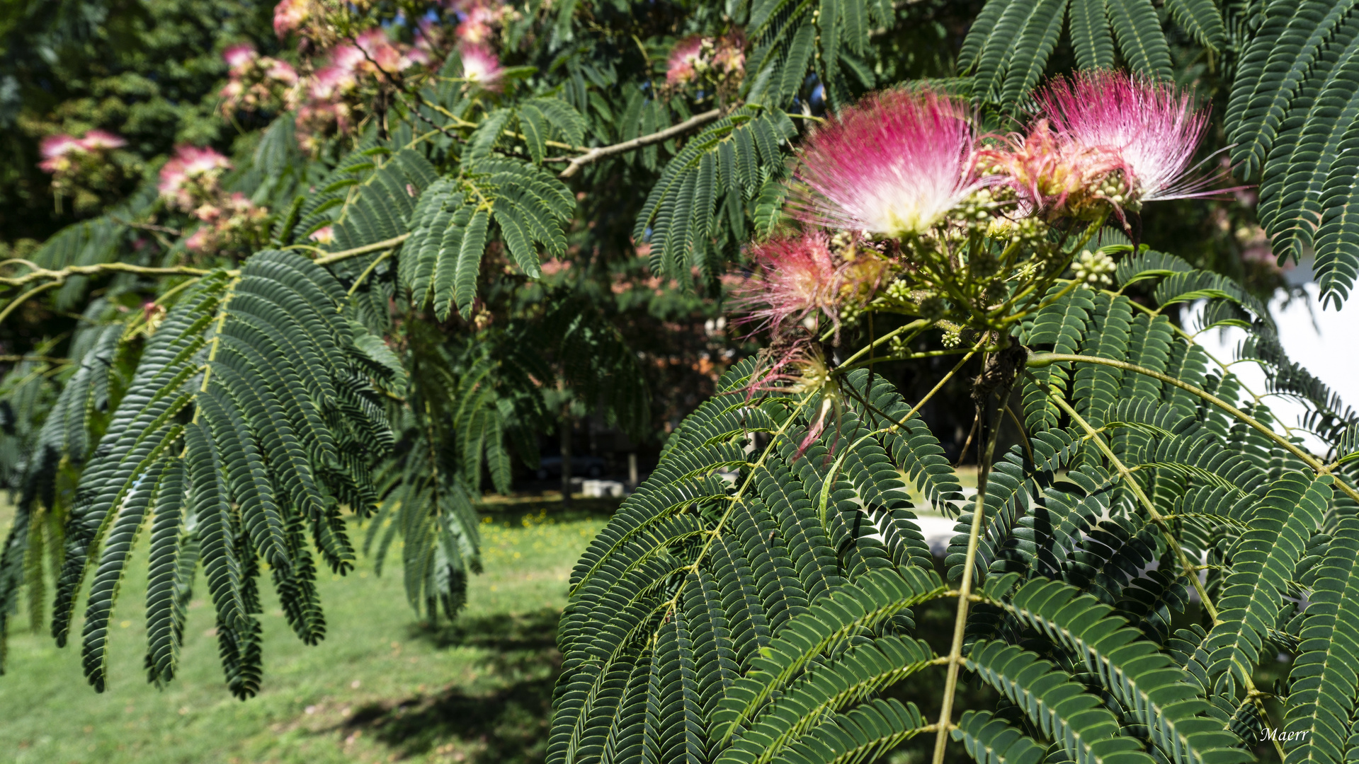 Acacias en flor