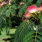 Acacias en flor