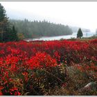 Acadia NP, Maine.