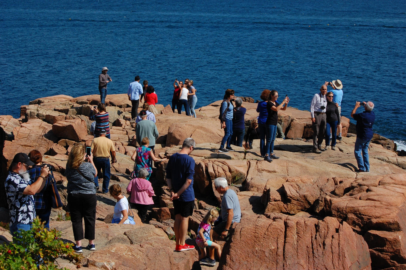 Acadia Wildlife 2 