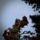 Acadia Wildlife - Eagle 