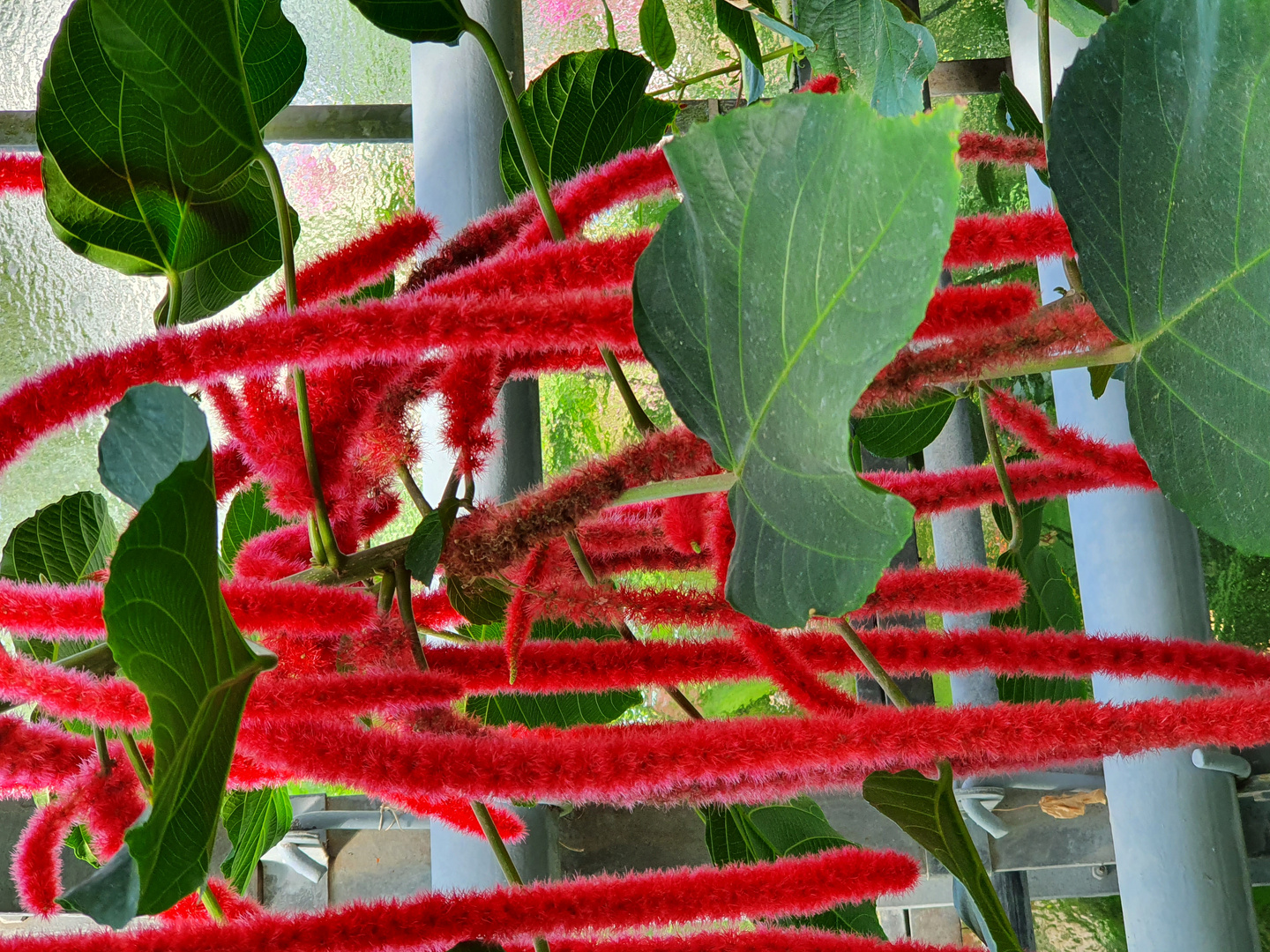 Acalypha hispida Foto & Bild sommer, blumen, blüten Bilder auf