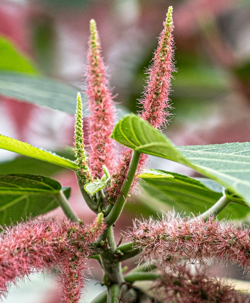 Acalypha hispida