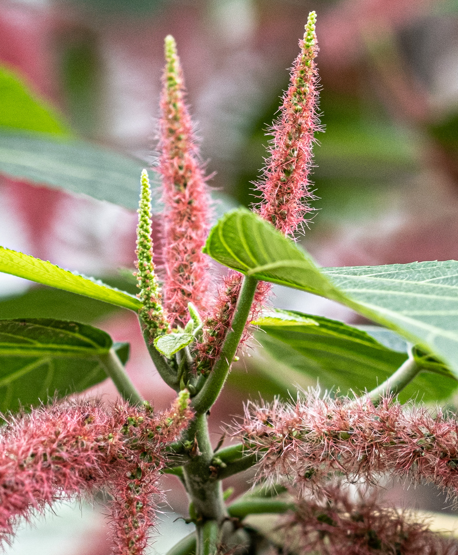 Acalypha hispida