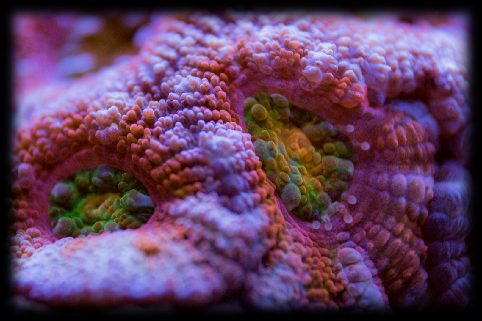 Acanthastrea 2