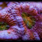 Acanthastrea 2