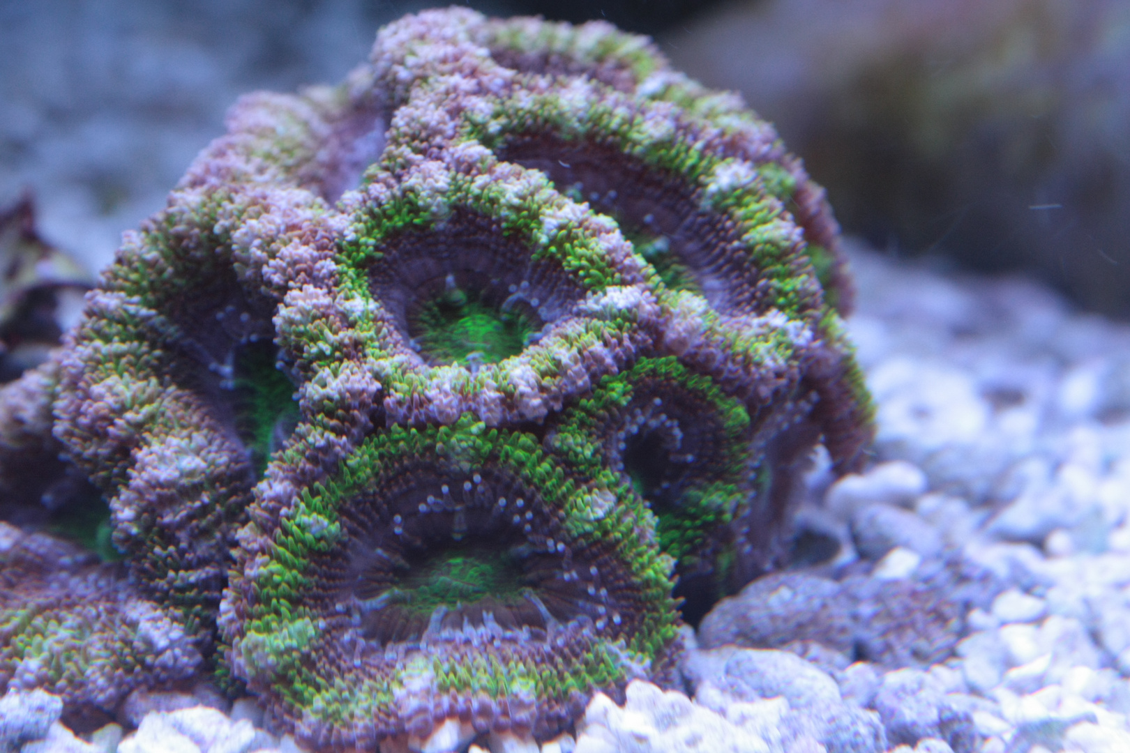 Acanthastrea