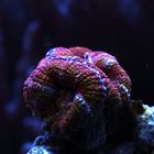 Acanthastrea lordhowensis