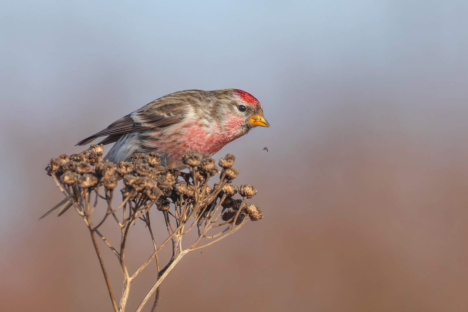 Acanthis flammea - Birkenzeisig auf Futtersuche