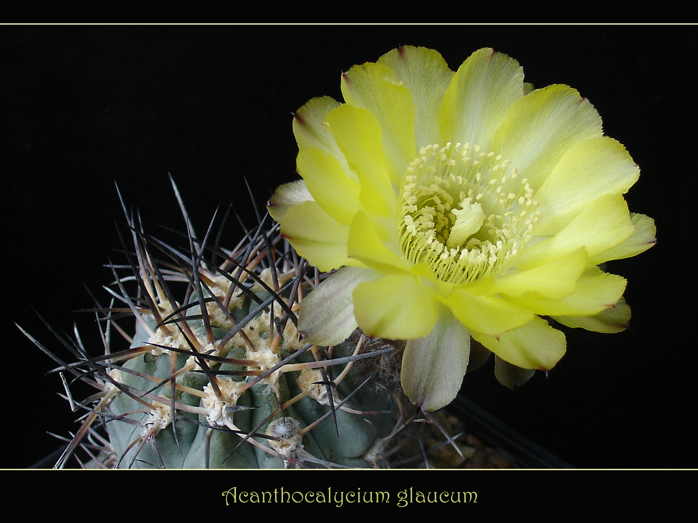 Acanthocalycium